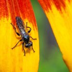 pexels-photo-27497230