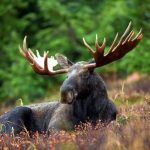 moose-moose-rack-male-bull-76972